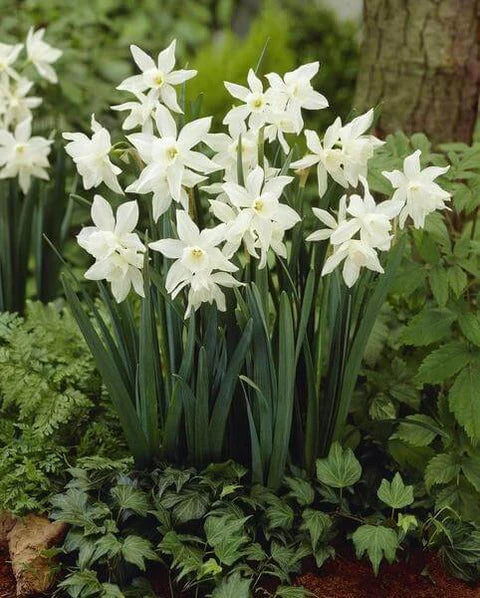 Daffodil Narcissus 'Thalia'