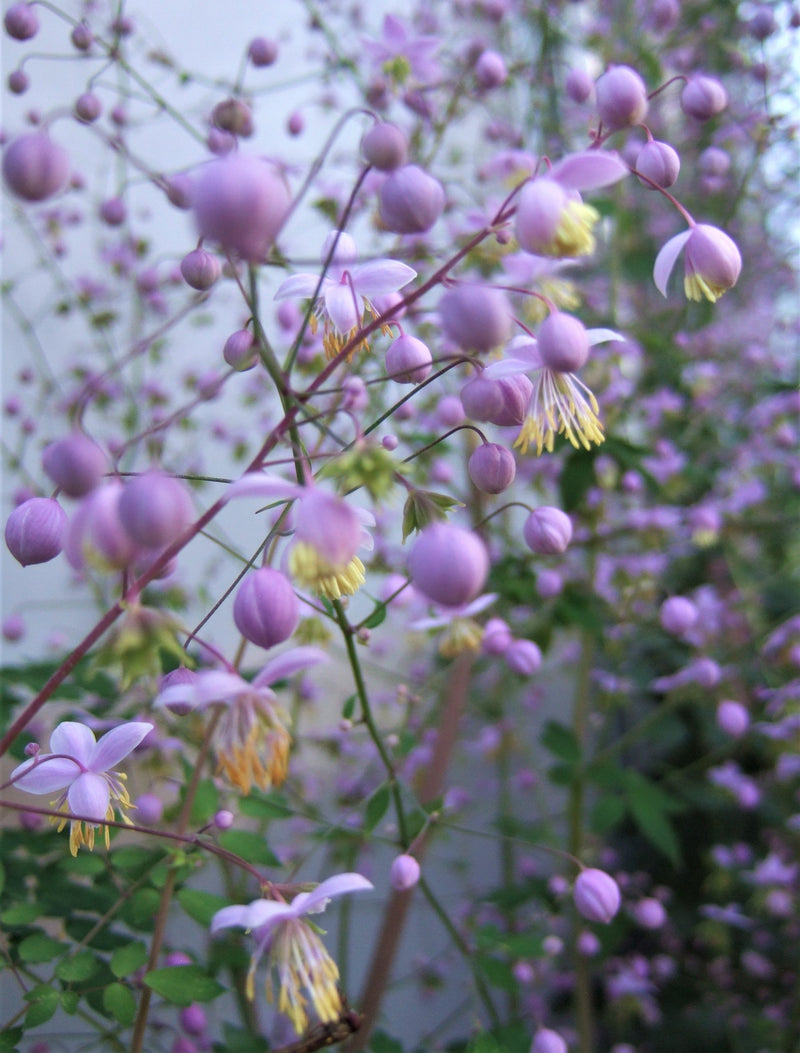 Thalictrum 'Splendide' 2L