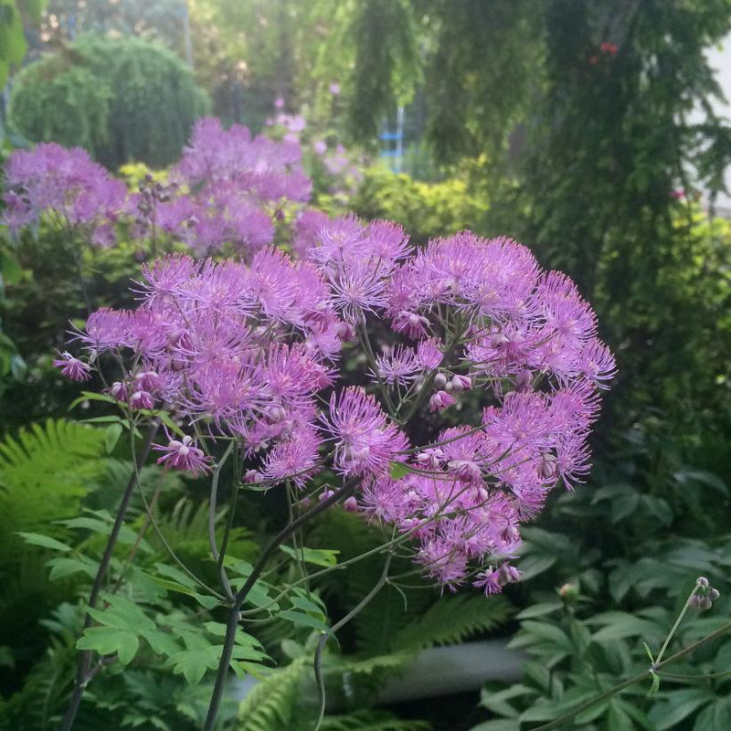 Thalictrum 'Black Stocking' | Meadow Rue  2 Litre