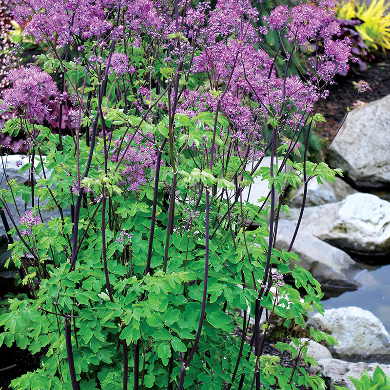 Thalictrum 'Black Stocking' | Meadow Rue  2 Litre