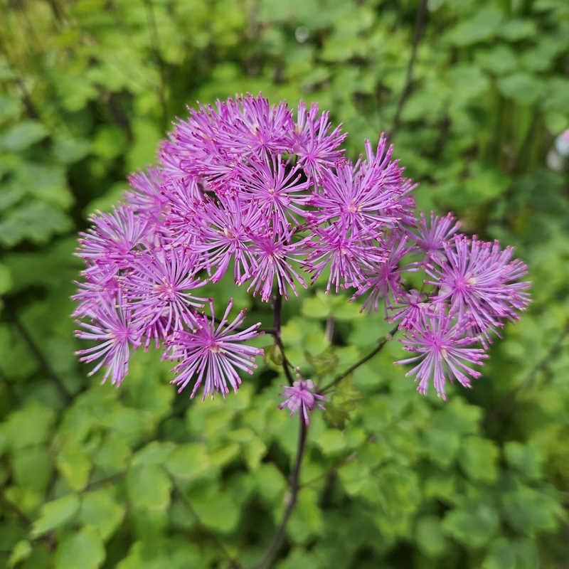 Thalictrum 'Black Stocking' | Meadow Rue  2 Litre