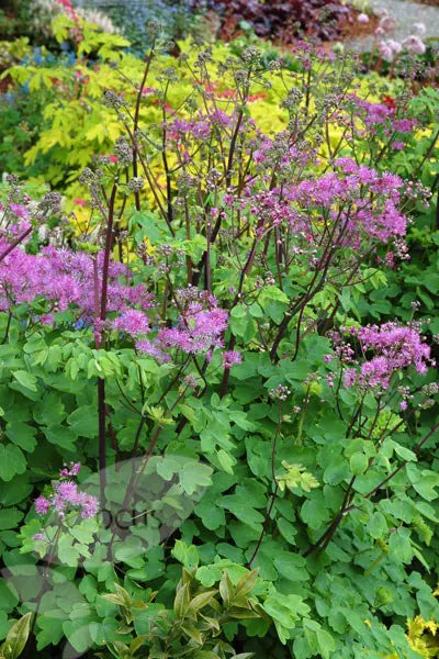 Thalictrum 'Black Stocking' | Meadow Rue  2 Litre