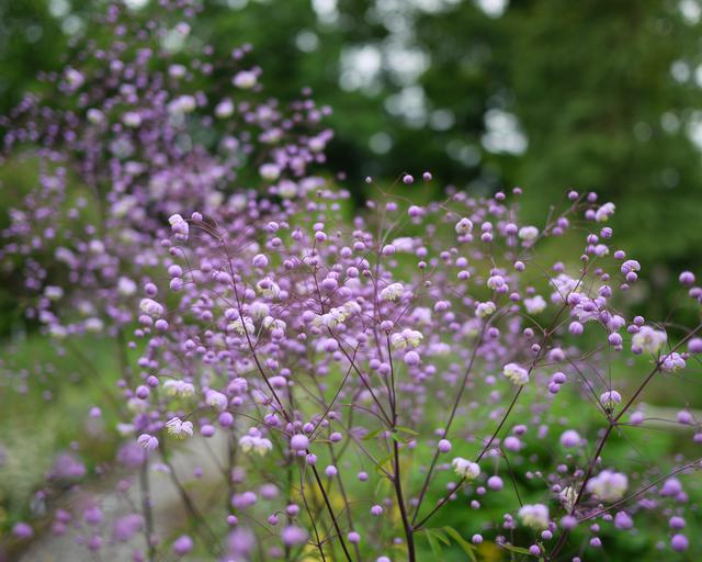 Thalictrum 'Splendide' | Meadow Rue 2 Litre