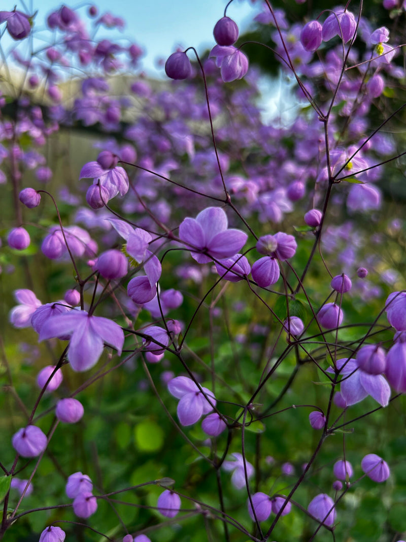Thalictrum 'Splendide' | Meadow Rue 2 Litre