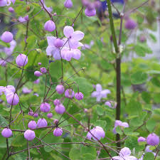 Thalictrum 'Splendide' | Meadow Rue 2 Litre