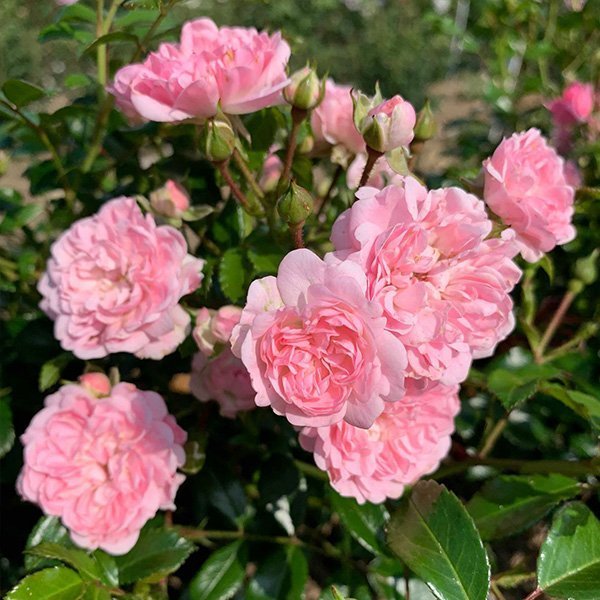 The Fairy Shrub Rose (4.5 Litre)
