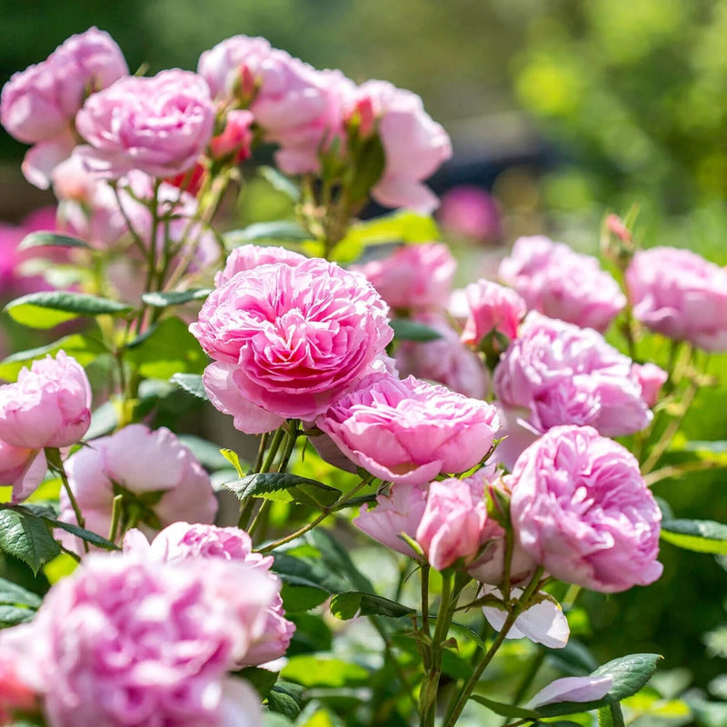 Austin Fragrant Roses The Ancient Mariner David Austin Fragrant Rose 6 Litre — Newlands ...