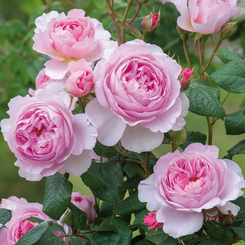 The Ancient Mariner David Austin Fragrant Rose 6 Litre