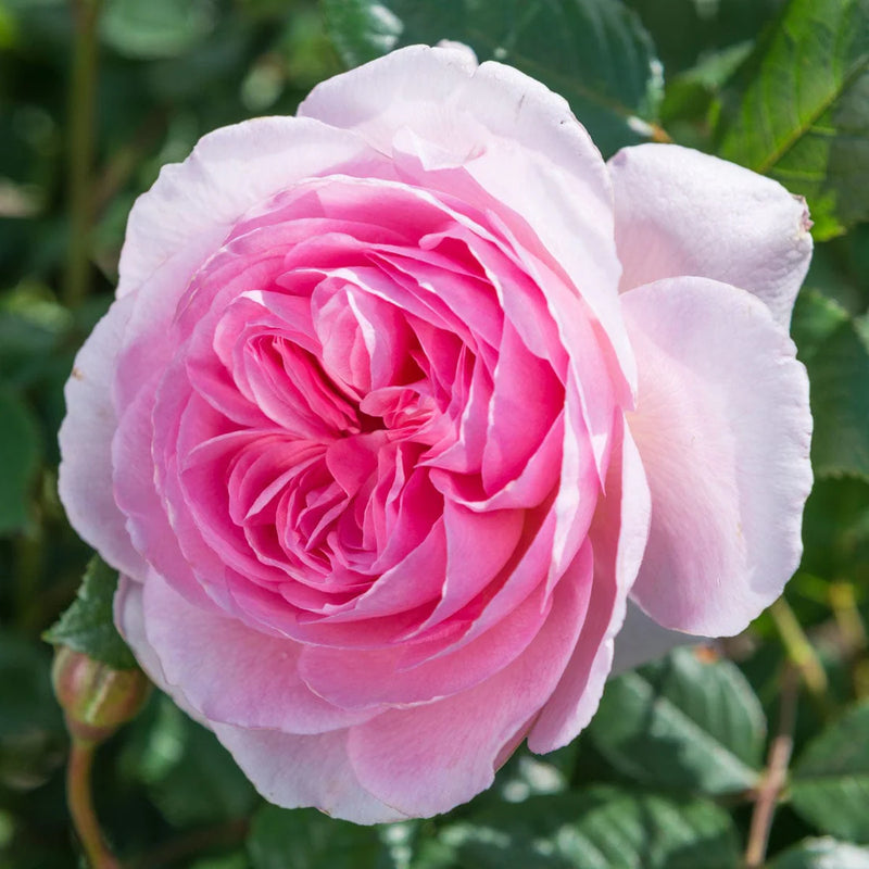 The Ancient Mariner David Austin Fragrant Rose 6 Litre