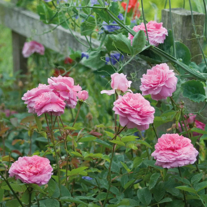 The Mayflower David Austin Fragrant Rose 6 Litre