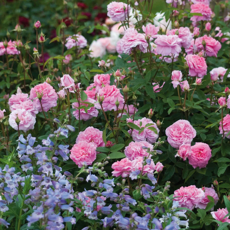 The Mayflower David Austin Fragrant Rose 6 Litre