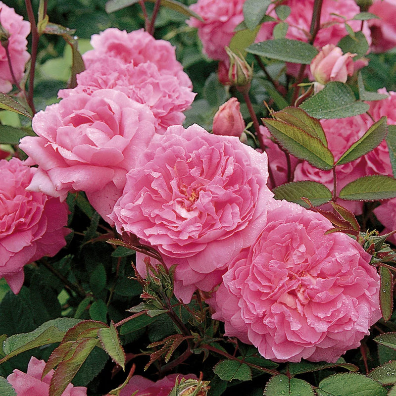 The Mayflower David Austin Fragrant Rose 6 Litre