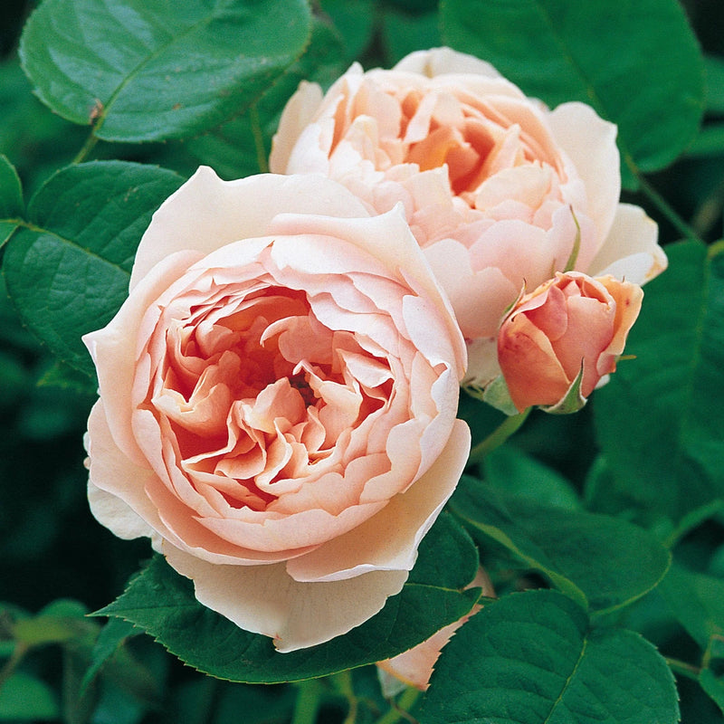 The Shepherdess David Austin Fragrant Rose 6 Litre