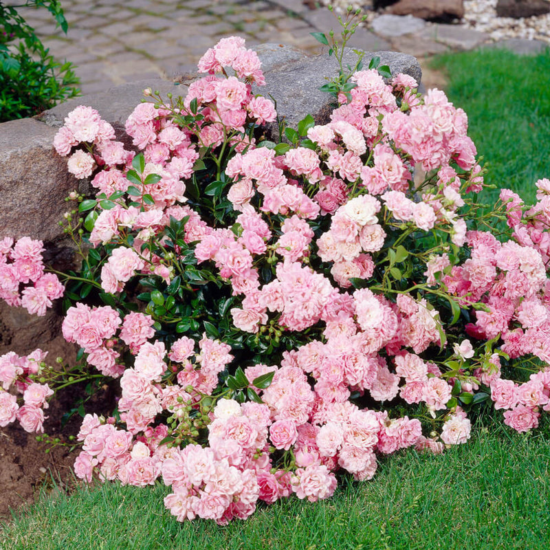 Lovely Fairy Ground Cover Rose 3 Litre