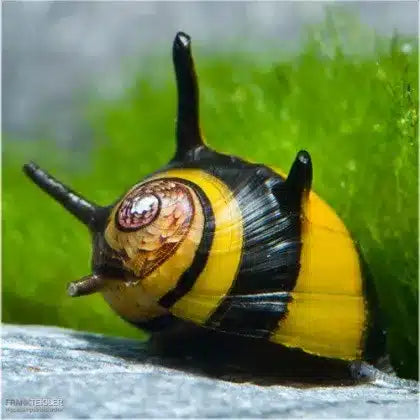 Thorn Zebra Snail | Clithon thorn zebra 0.5-1cm