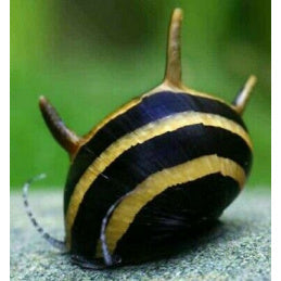 Thorn Zebra Snail | Clithon thorn zebra 0.5-1cm
