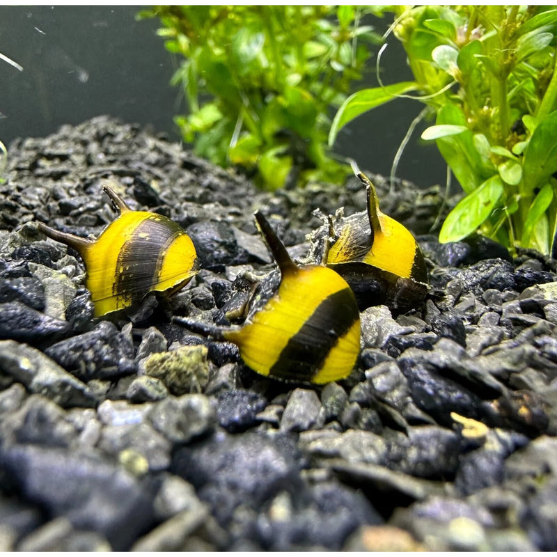 Thorn Zebra Snail | Clithon thorn zebra 0.5-1cm