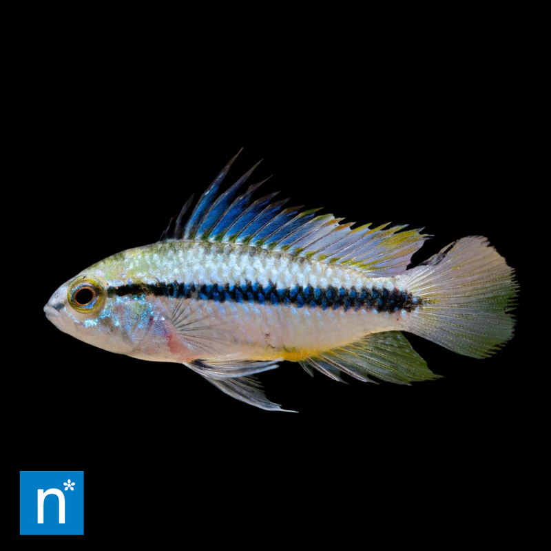 Three-Stripe Dwarf Cichlid | Apistogramma trifasciata