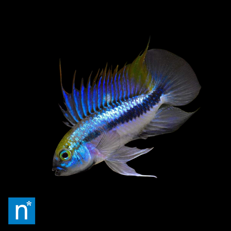 Three-Stripe Dwarf Cichlid | Apistogramma trifasciata