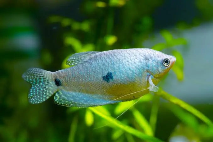 Three Spot Gourami Medium