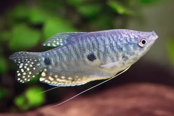 Three Spot Gourami Medium