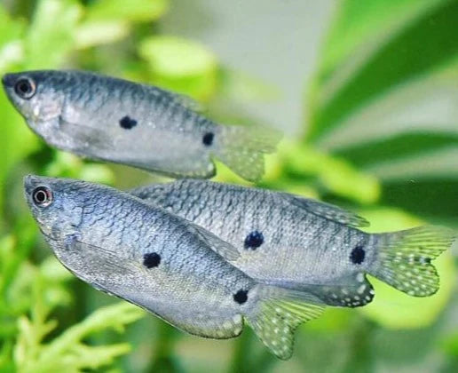 Three Spot Gourami Medium