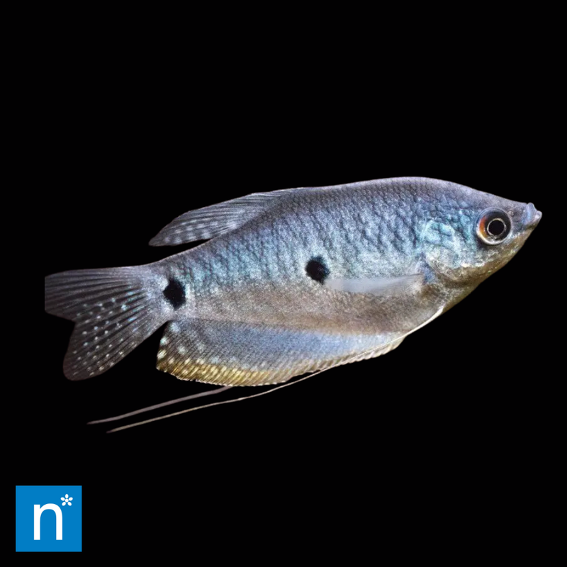 Three Spot Gourami | Trichopodus trichopterus (5–6cm)