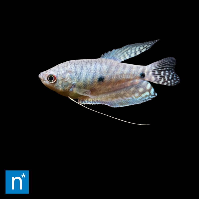 Three Spot Gourami | Trichopodus trichopterus (5–6cm)