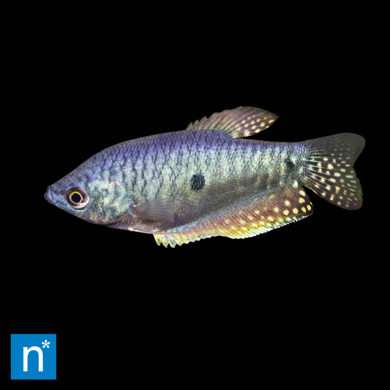 Three Spot Gourami | Trichopodus trichopterus (5–6cm)