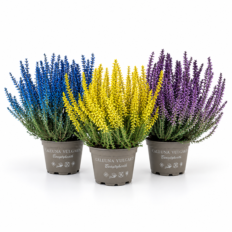 Calluna Sprayed 10.5cm (Sold individually)