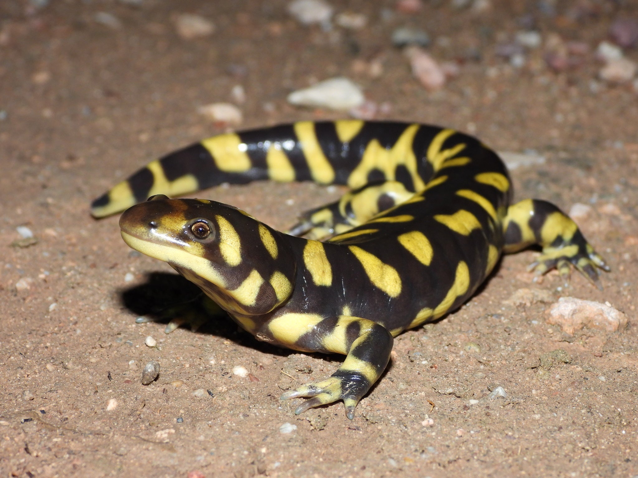 Tiger Salamander — Newlands Garden Centre