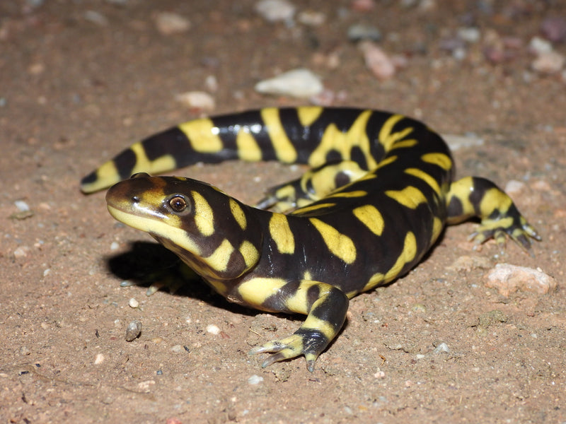 Tiger Salamander
