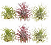 Tillandsia ionantha air plant showing sculptural green foliage