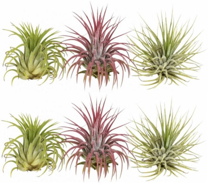 Tillandsia ionantha air plant showing sculptural green foliage