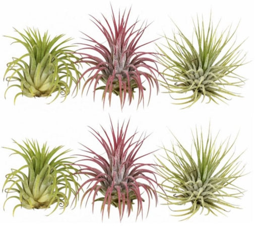 Tillandsia ionantha air plant showing sculptural green foliage