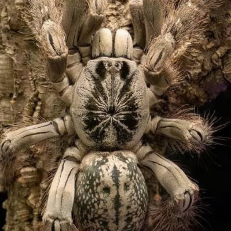 Togo Starburst Baboon Tarantula Small | Heteroscodra maculata