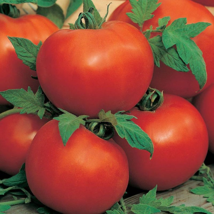 Tomato Ailsa Craig 9cm