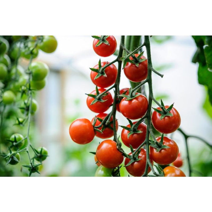Tomato Gardiners Delight 9cm