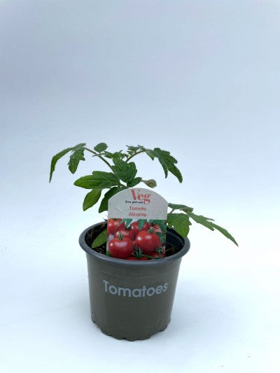 Alicante Tomato Plants 9cm Pot