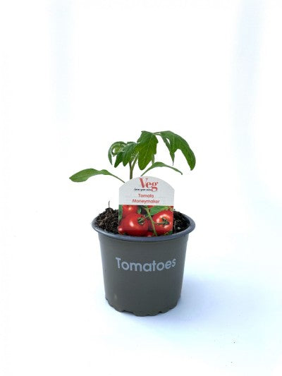 Tomato Money Maker 9cm