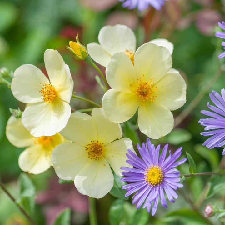 Tottering by Gently David Austin Fragrant Rose 6 Litre