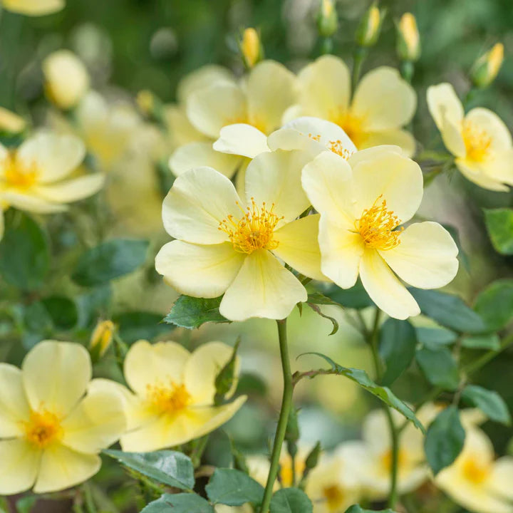 Tottering by Gently David Austin Fragrant Rose 6 Litre