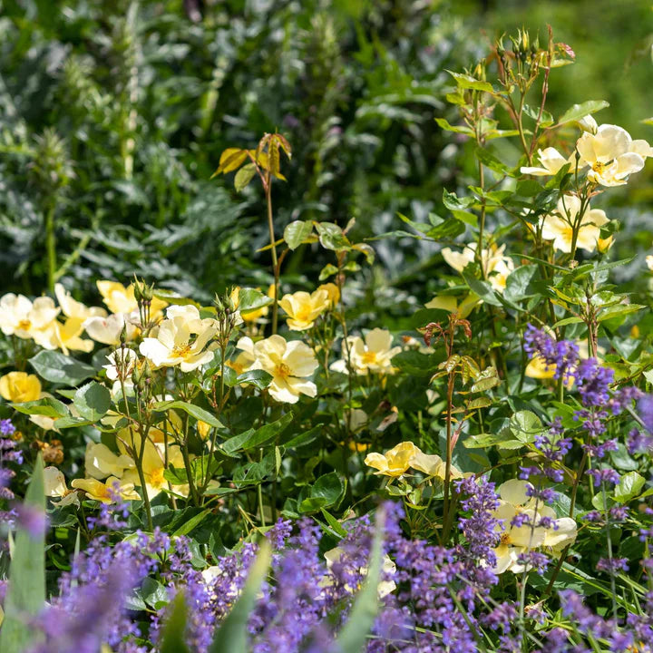 Tottering by Gently David Austin Fragrant Rose 6 Litre