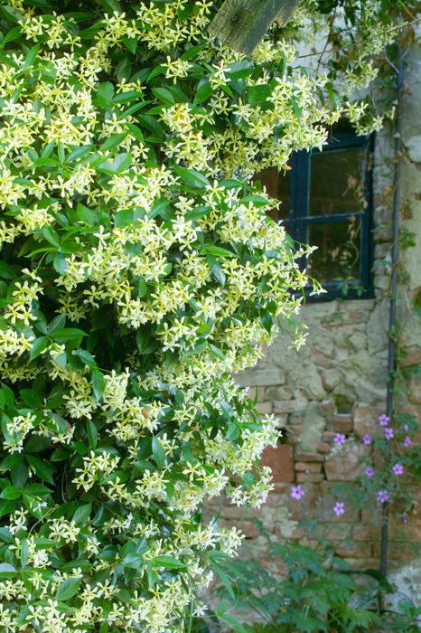 Trachelospermum jasminoides 'Star of Toscana' - Very Fragrant