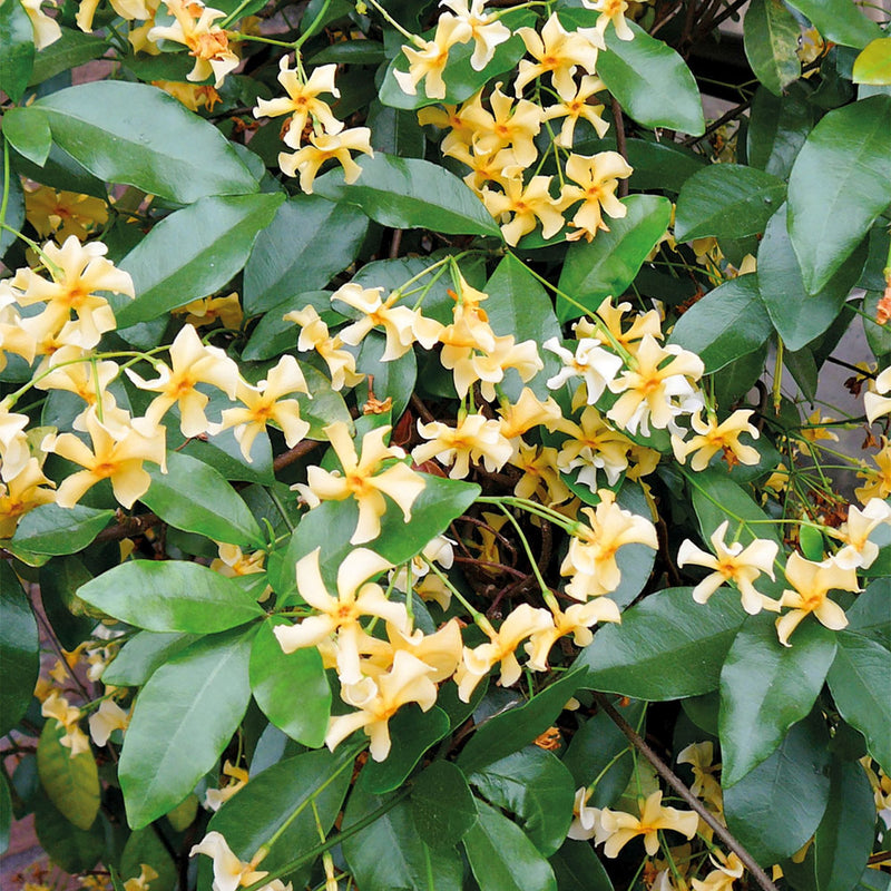 Trachelospermum jasminoides 'Star of Toscana' - Very Fragrant