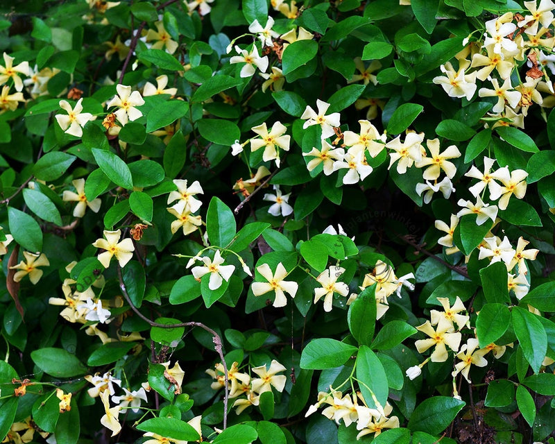 Trachelospermum jasminoides 'Star of Toscana' - Very Fragrant