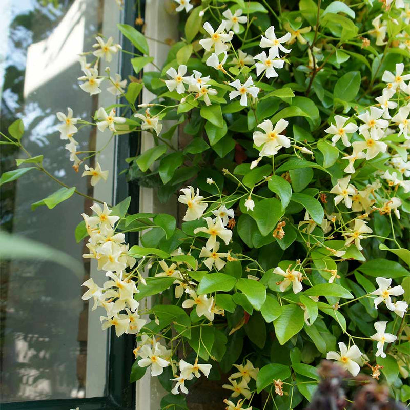 Trachelospermum jasminoides 'Star of Toscana' - Very Fragrant