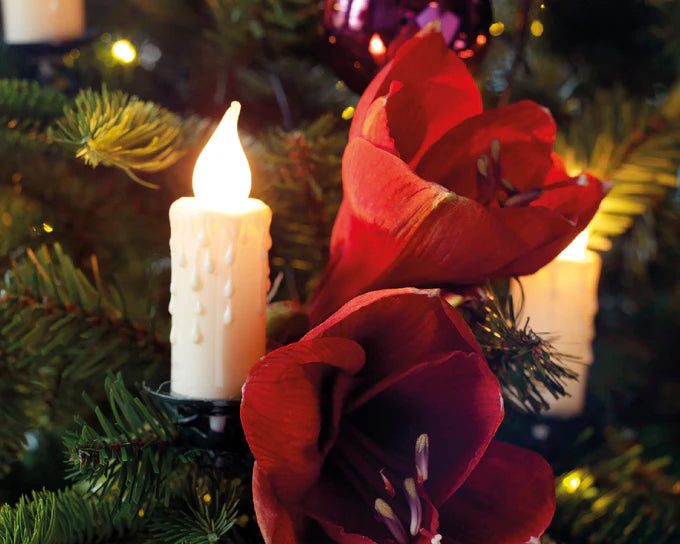 Lumineo 30 Jumbo Candle Lights Classic Warm 11.6m