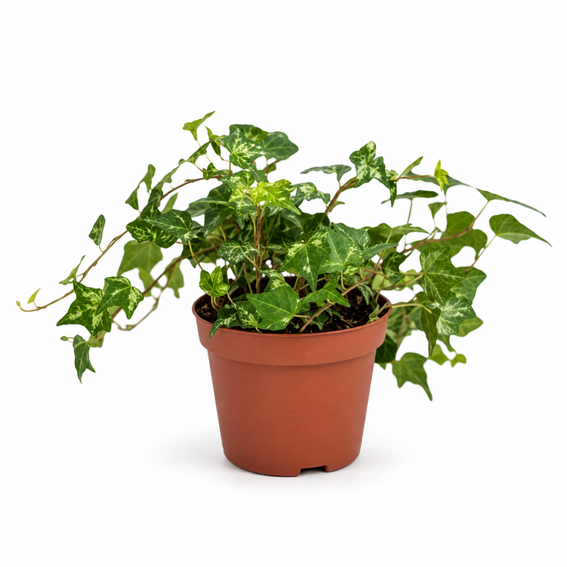 Trailing Ivy For Containers & Baskets (13cm)
