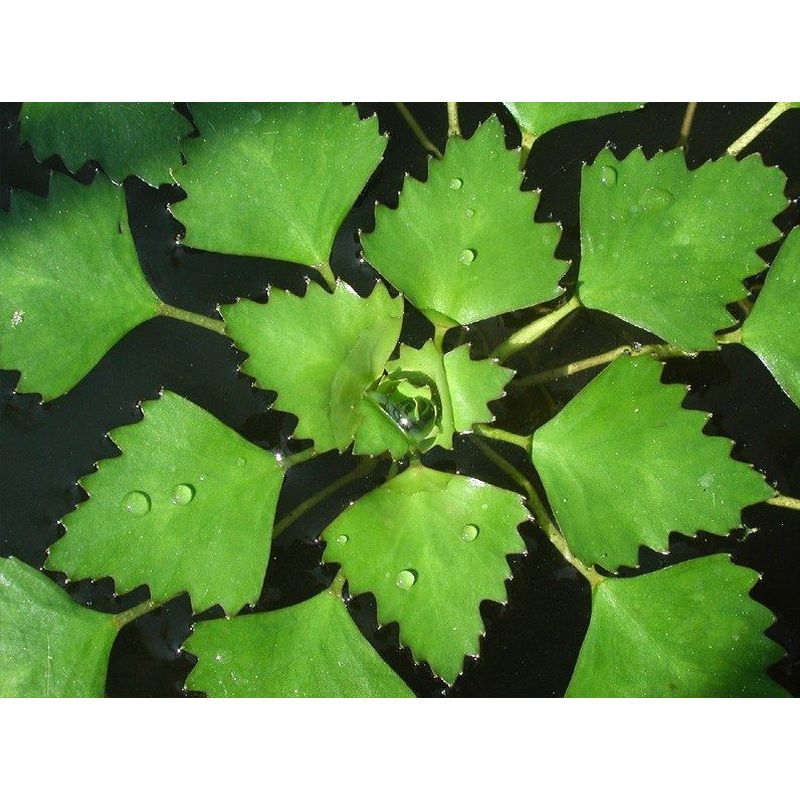Trapa natans | Water Chestnut